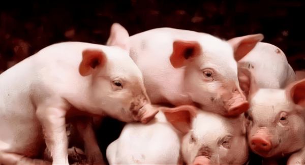 豬身上有一個好東西，有助於降血壓、血糖、血脂，你知道是什麼嗎