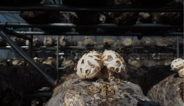 長久菌業：加強菌種研育 助力菇業轉型升級