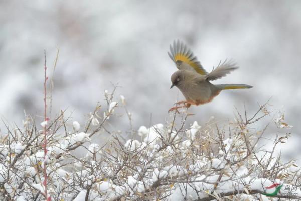 川西美景欣賞 川西美景欣賞