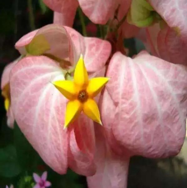 發現不一樣的花草，領悟大自然的奇妙