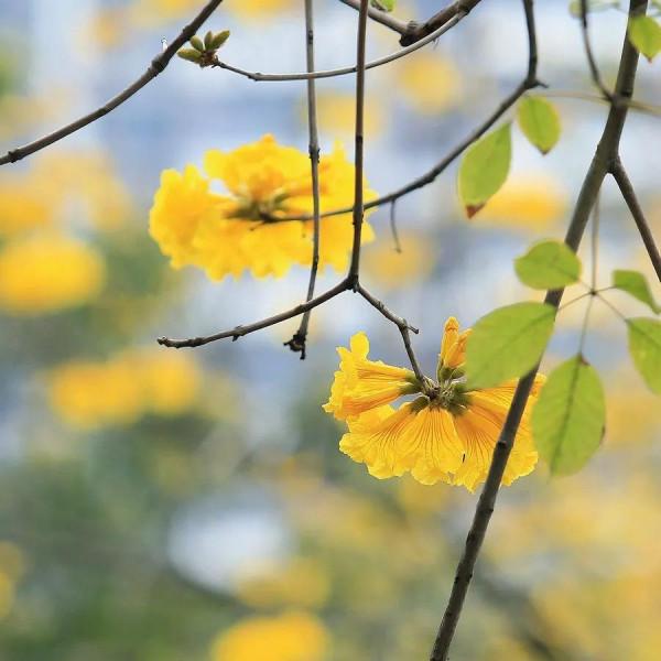 春天到了，花開了
