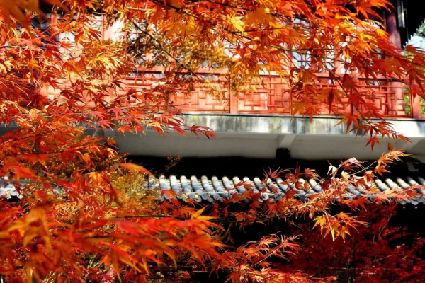 抓住秋季的尾巴,不要留有遺憾,這6個地方美爆了 抓住秋季的尾巴,不要留有遺憾,這6個地方美爆了