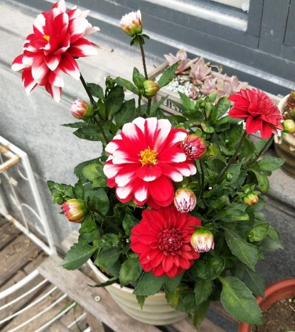 花市“一次性”的盆栽，開完花就死，未免太可惜