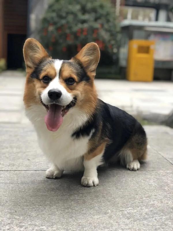 當代青年社交新本領:記住同事的寵物名 當代青年社交新本領:記住同事的寵物名