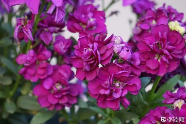 50種花春天播種，長滿小院子，能開一整年