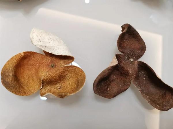 沖泡陳皮的正確方法：再也喝不出苦澀味了，你學會了嗎？