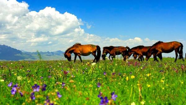 甘肅,不折不扣的“人間天堂”,25個景點美了千年,卻低調萬年~ 甘肅,不折不扣的“人間天堂”,25個景點美了千年,卻低調萬年~