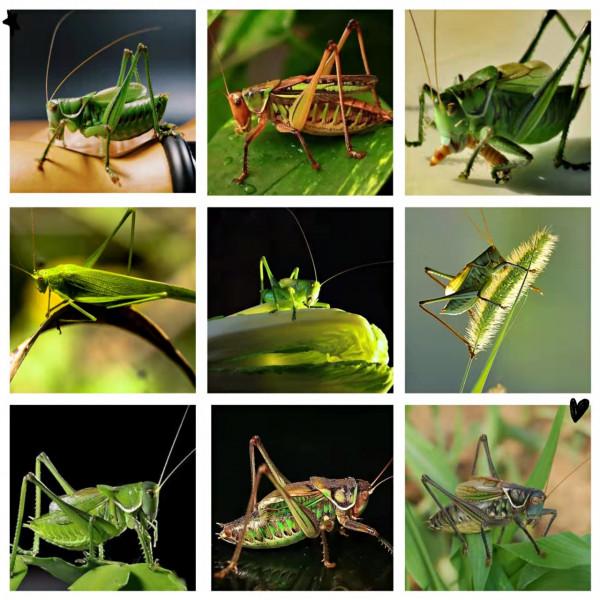 蟈蟈:男高音歌唱家 蟈蟈:男高音歌唱家