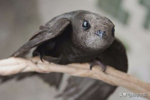 邊飛邊睡的雨燕，落地幾乎等於送死，它們是如何繁衍的？