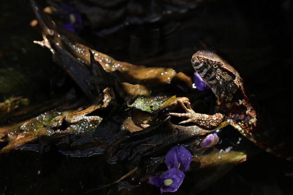 南都拍客探訪廣東鱷蜥國家級保護區,爬行界“大熊貓”露真容 南都拍客探訪廣東鱷蜥國家級保護區,爬行界“大熊貓”露真容