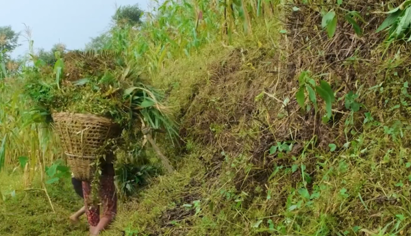 尼泊爾有多窮?為了籌錢給女孩上學,一家四口只能生活在牛棚中 尼泊爾有多窮?為了籌錢給女孩上學,一家四口只能生活在牛棚中