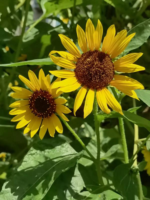 7種花適合孩子養，隨便插土裡就能活，孩子成就感滿滿