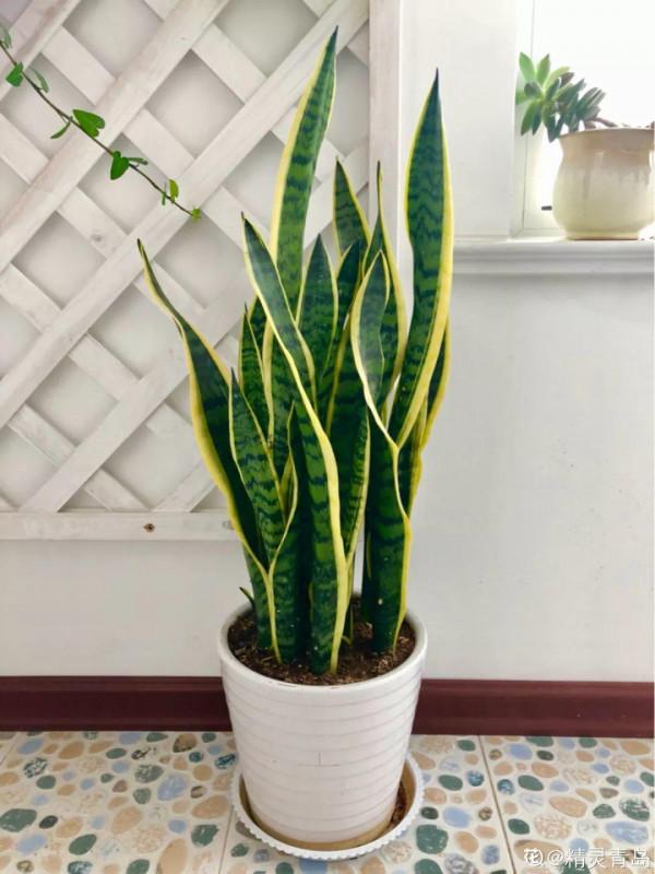 人養花,花也養人,這15種花,越養家裡越乾淨 人養花,花也養人,這15種花,越養家裡越乾淨