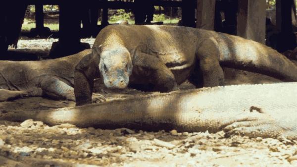 現存最大的蜥蜴，“被神話”的科莫多巨蜥，其真正實力究竟咋樣？