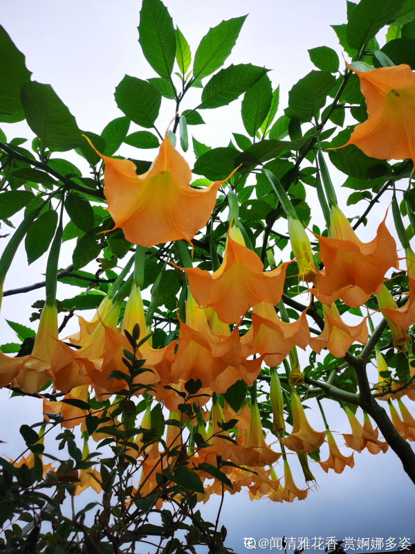 4種有毒花常在身邊，還是得小心點，中毒就麻煩了