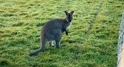 聰明袋鼠愛自由 從寵物農場逃跑後多次躲過抓捕