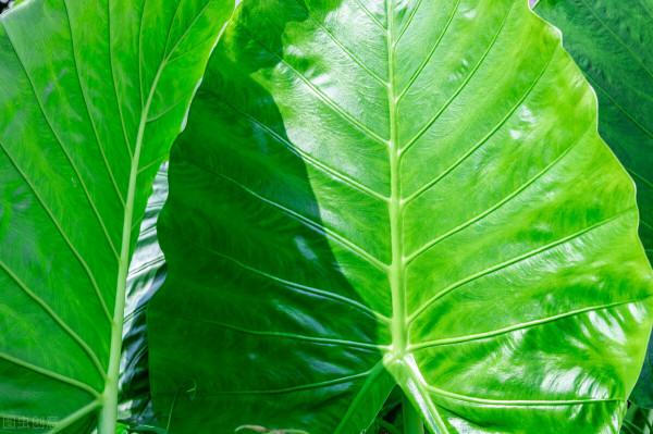 6種花葉子超大,養在客廳很有範,“吉祥”又美麗,深受主婦喜愛 6種花葉子超大,養在客廳很有範,“吉祥”又美麗,深受主婦喜愛