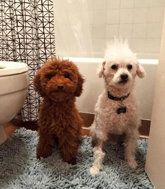 狗狗喜歡跟著主人上廁所的原因，看完，有被暖到