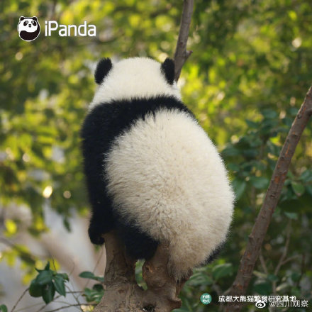 熊貓寶寶不靠顏值取勝 靠背影就夠了 熊貓寶寶不靠顏值取勝 靠背影就夠了