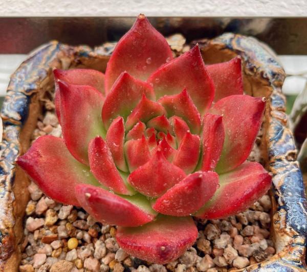 養多肉，有一點很關鍵，枝葉茁壯變老樁，顏色狀態都很贊