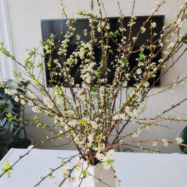 4種“神奇”的枝條，遇水就能開花，顏值高，寓意好