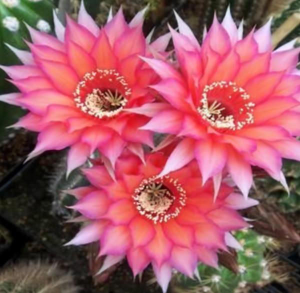 家養3種“仙人球”,耐旱好養活,淨空氣吸輻射,花開大朵真驚豔 家養3種“仙人球”,耐旱好養活,淨空氣吸輻射,花開大朵真驚豔