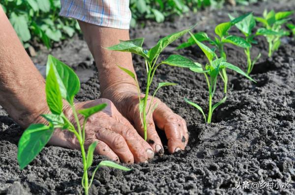 辣椒怎麼種高產？老農教你6個“殺手鐧”，辣椒結滿枝頭