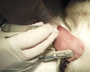 哈士奇追著蜜蜂咬，隔了會主人覺得不太對：你怎麼又搞事情了？