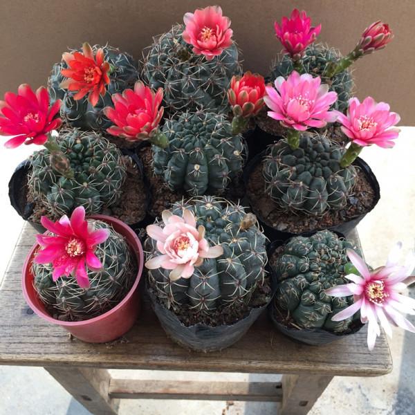 6種“肥胖花”冬天餓著養，越餓越長壽，多澆一杯水，黃葉死翹翹