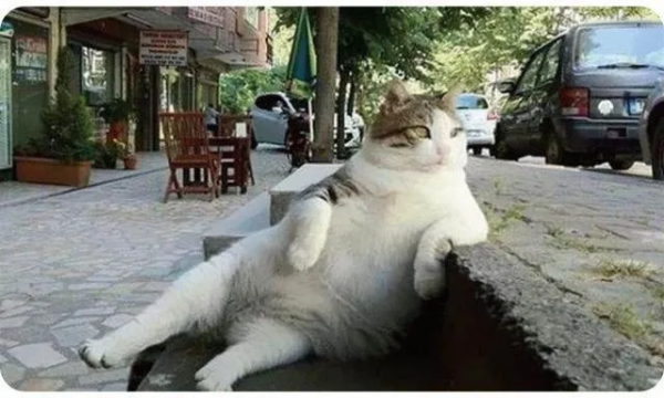 偶遇路中央喝水的流浪貓，大叔停車等候，畫面過暖