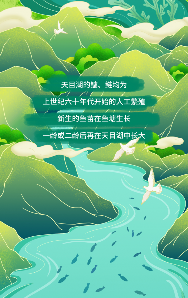 天目湖:《一條胖頭魚的前世今生》 天目湖:《一條胖頭魚的前世今生》