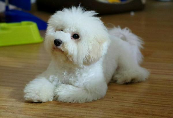 很多人都說準：從你養的狗，就知道你的性格