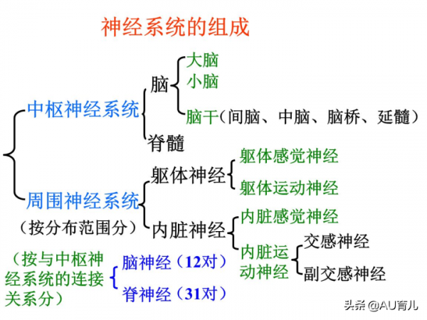 AU大腦學院:大腦主要結構以及功能區劃分 AU大腦學院:大腦主要結構以及功能區劃分