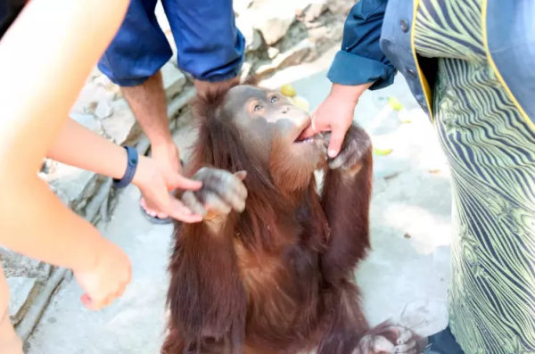 塔什干動物園裡的“猴子媽媽” 塔什干動物園裡的“猴子媽媽”