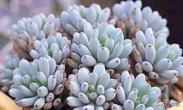 自帶香氣的多肉，不僅顏值高，養護起來還不難，有你喜歡的嗎