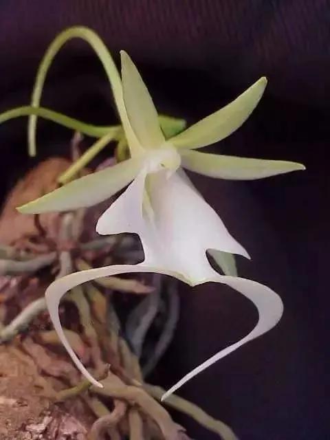 世界上100種奇花，你見過的有哪些