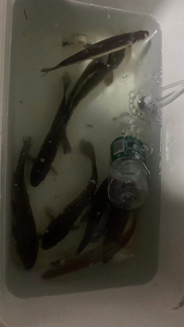 老釣魚人強力推薦秋冬這幾款中草藥釣餌,製作簡單,上魚高效 老釣魚人強力推薦秋冬這幾款中草藥釣餌,製作簡單,上魚高效