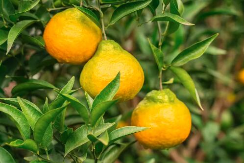 為了您和家人的健康，這三種水果請不要再食用了，有致癌的風險