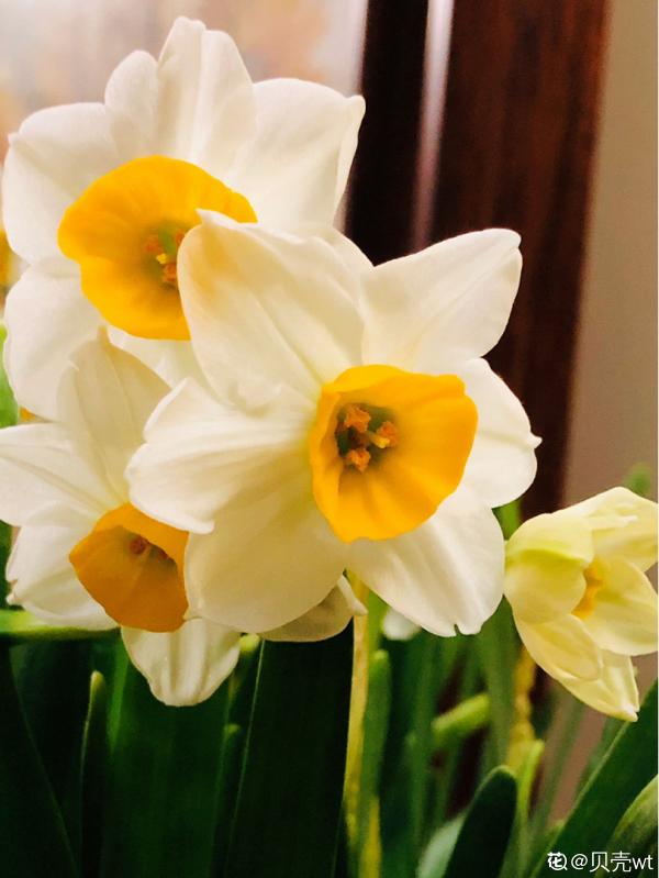 頭像是花朵的人，年紀沒有五十也有四十了，你同意嗎