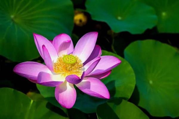 描寫荷花的優美語句，你喜歡哪句？