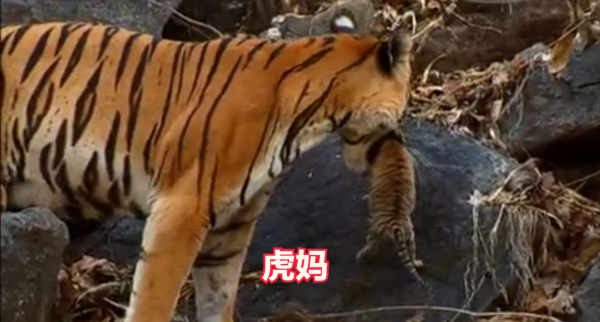 深入虎穴探尋四子之家，拍攝老虎的神秘生活，虎媽和虎崽們的故事