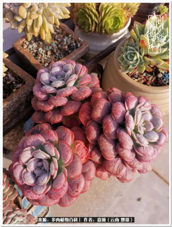 天南海北，一群熟悉又陌生的愛肉人