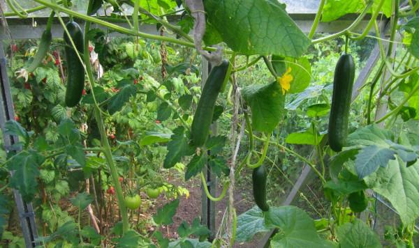 俄羅斯溫室蔬菜產量大幅提升，出口烏克蘭波蘭