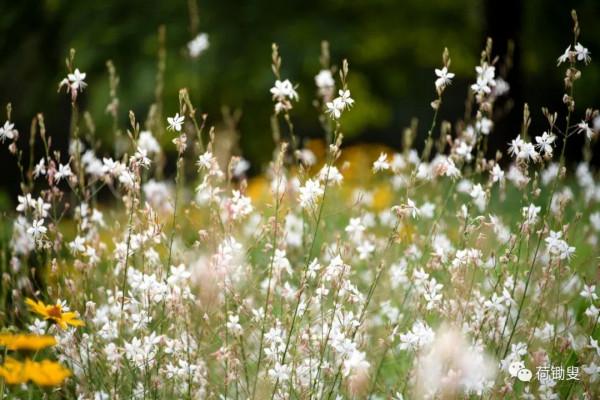 你見過山桃草嗎? 你見過山桃草嗎?