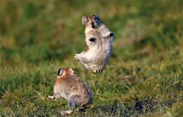 高原鼠兔在中國氾濫成災，數量高達12億隻，為何專家卻說是好事？