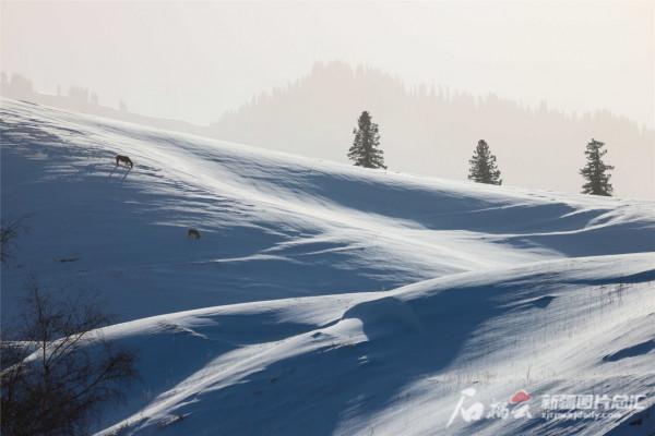 雪後那拉提森林公園銀裝素裹