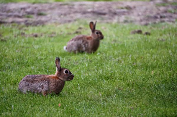 如果要給兔子治耳蟎要多少錢 如果要給兔子治耳蟎要多少錢