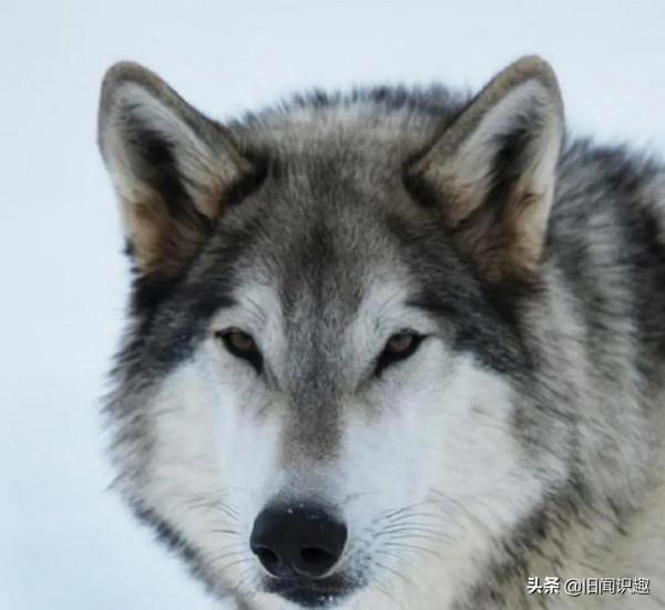 北方的狼族之蒙古狼