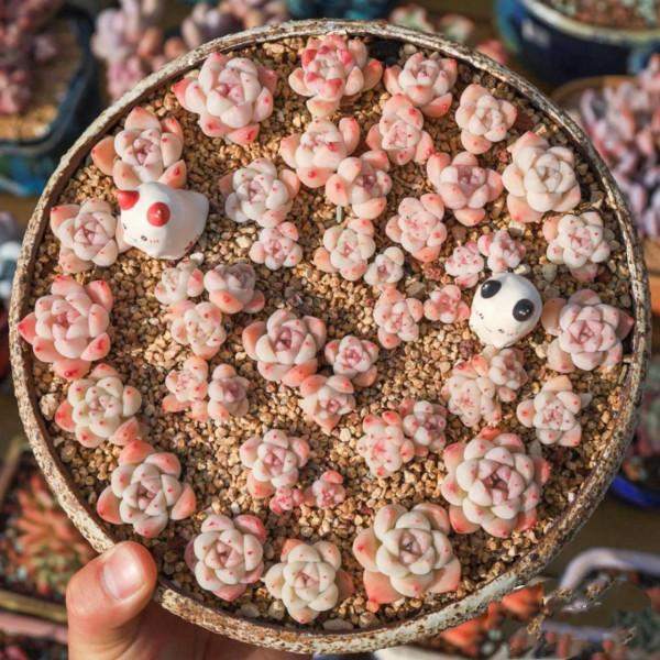 看了就想抱回家的多肉
