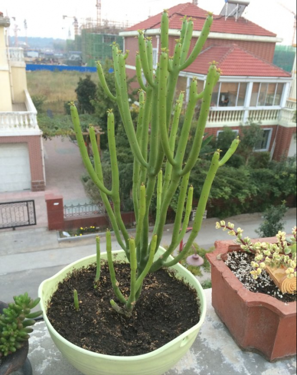 7種“小毒花”，家裡經常養，快認清“真面目”，避免中毒啊